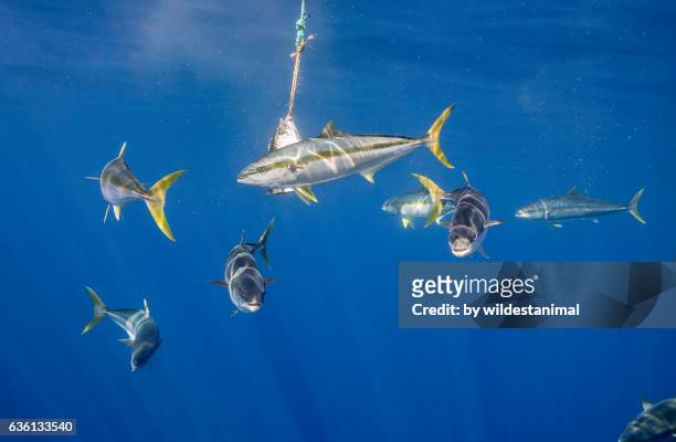 yellow tail tuna - yellow fin tuna fish stockfoto's en -beelden