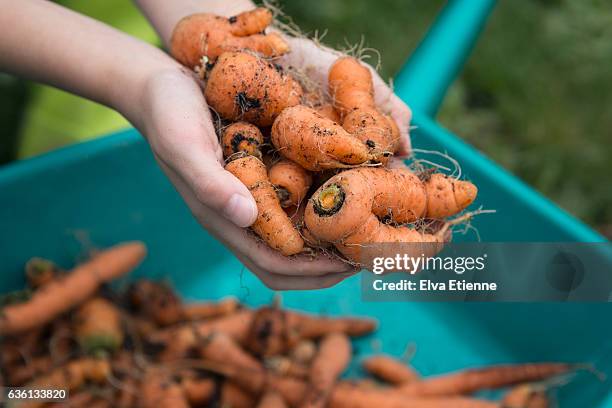 a handful of freshly dug carrots - brouette photos et images de collection