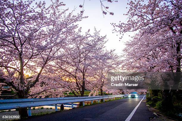 a car running through the rows of cherry trees in full bloom - springtime road stock pictures, royalty-free photos & images