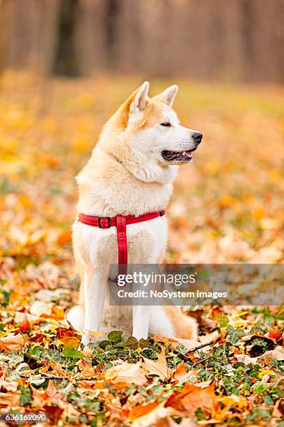 akita inu dog in the park - akita inu stock pictures, royalty-free photos & images