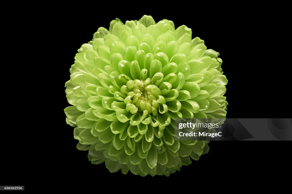 Green Chrysanthemum Flower Black Background