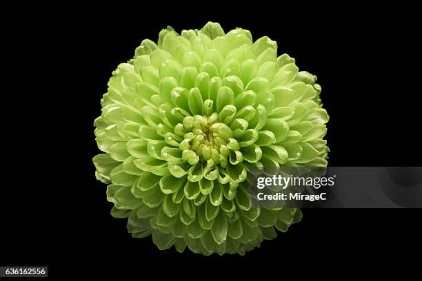 green chrysanthemum flower black background - chrysanthemum fotografías e imágenes de stock