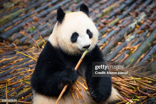 giant panda eating bamboo in chengdu panda base ( sichuan ; china ) - chengdu stock-fotos und bilder
