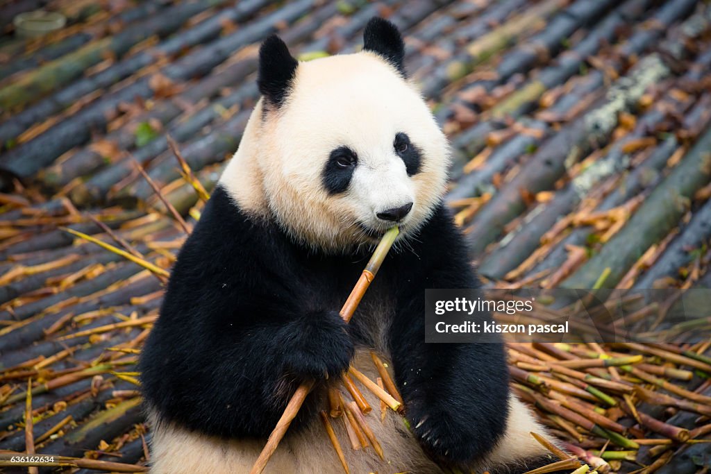 Giant panda eating bamboo in Chengdu panda base ( Sichuan ; China )