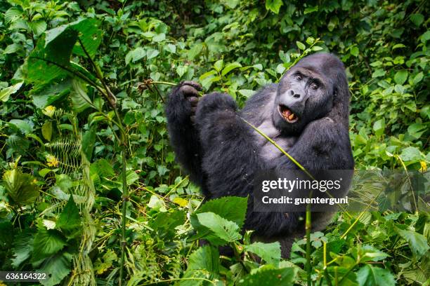 feeding silverback gorilla, wildlife shot, congo - eastern lowland gorilla stock pictures, royalty-free photos & images