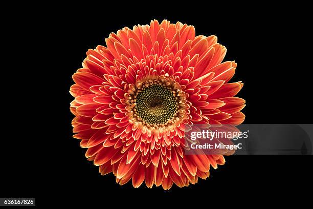 red barberton daisy flower against black background - blüten von oben stock-fotos und bilder