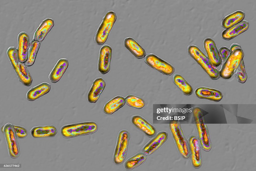 Clostridium difficile