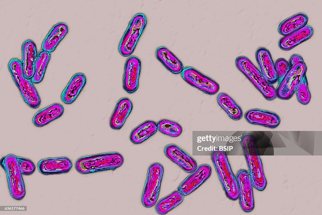 Clostridium difficile