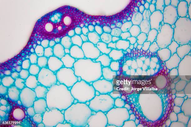 microscopic image of nymphaea of aqustio stem - biology imagens e fotografias de stock