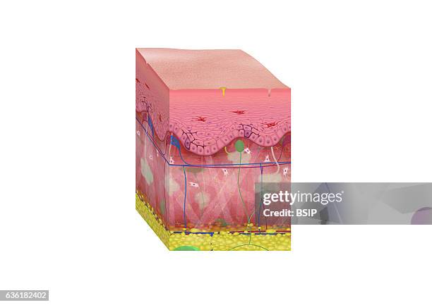 Cross-section illustration of skin : epidermis, dermis and hypodermis. With Langheran cells, keratinocytes and melanocytes, capillaries, pores, sweat...