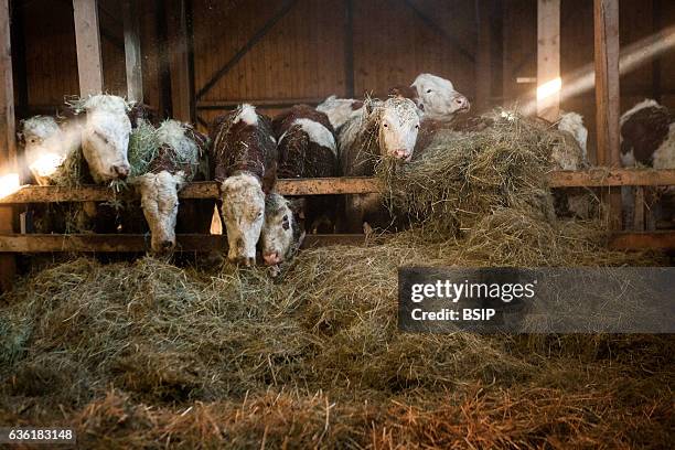 Reportage on organic producers working using a community-shared agriculture model in Haute-Savoie, France. Jean-Philippe has been an organic cattle...