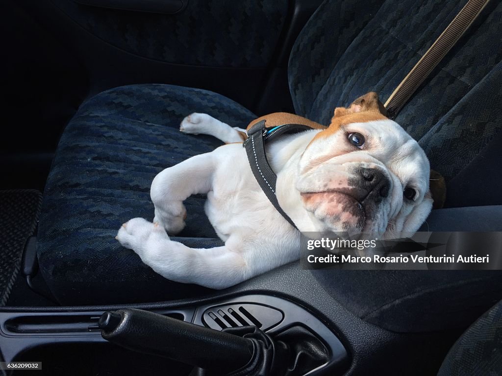 Bulldog como um passageiro de carro engraçado confortável