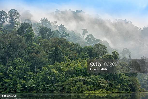 rainforest sunrise, khao sok national park, thailand - 樹梢 個照片及圖片檔