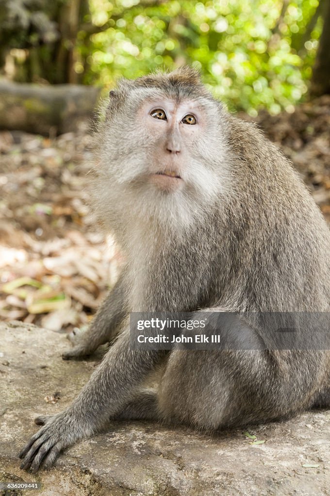Balinese macaque monkey