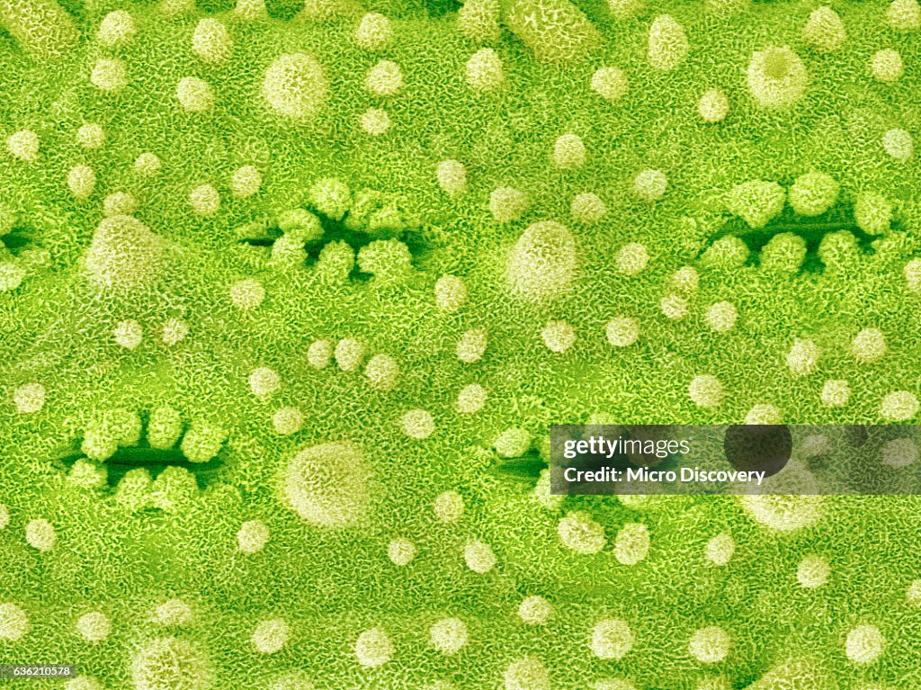 Stomata on Rice Plant Leaf