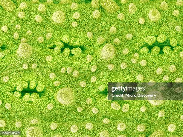 stomata on rice plant leaf - parte de planta imagens e fotografias de stock