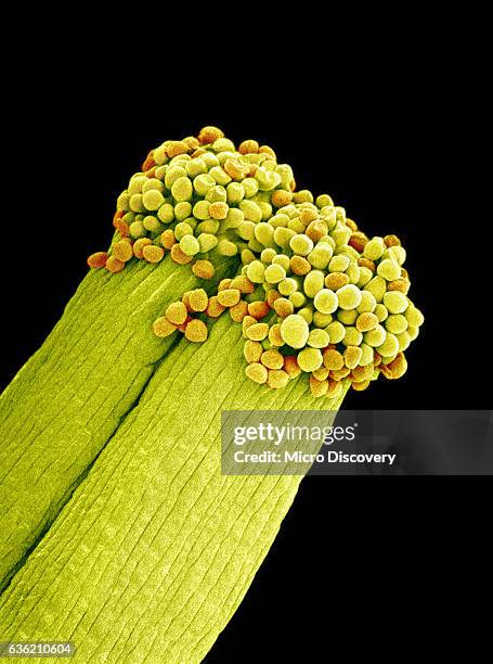 pollen on pistil of pieris japonica - pistil stock pictures, royalty-free photos & images