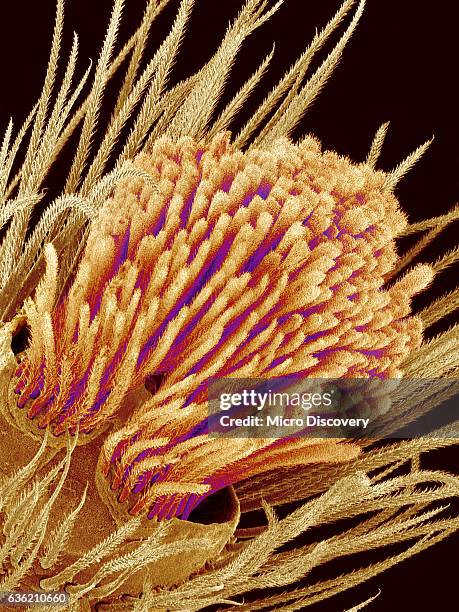 hairs on the tip of the leg of a spider - hairy legs stock pictures, royalty-free photos & images