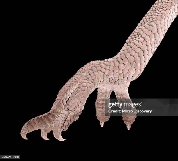 micrograph of the foot of a gecko - vetenskaplig mikroskopfotografering bildbanksfoton och bilder