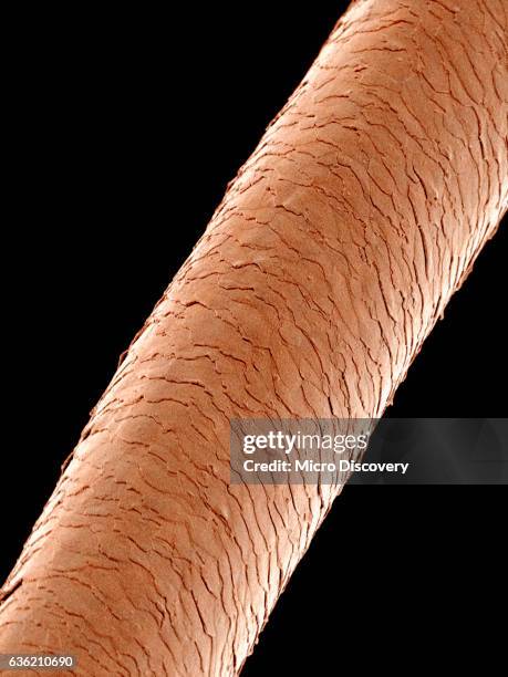 scanning electron micrograph of a human hair - human hair electron stock pictures, royalty-free photos & images