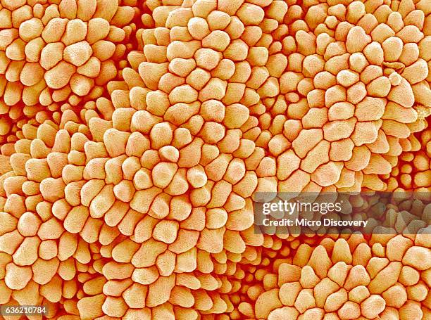 petal of a figwort - magnification stock pictures, royalty-free photos & images