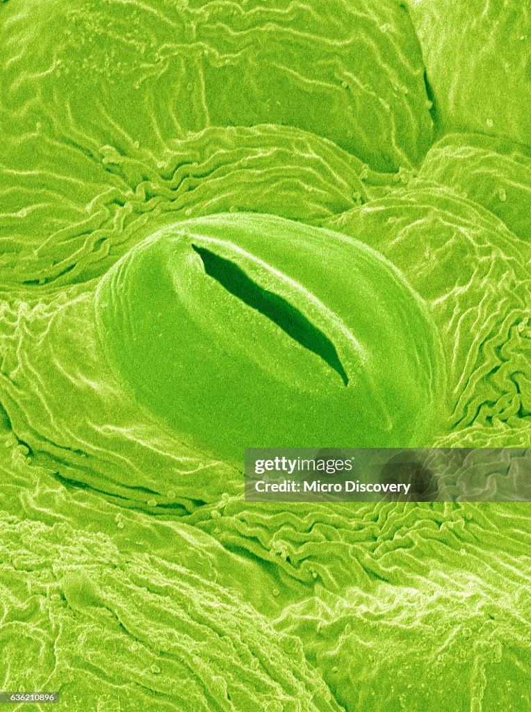 Stomata on a Camellia Leaf
