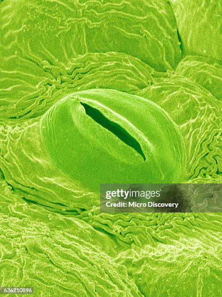 Stomata Ralistic 171 Stomata Plant Part Stock Photos, High-Res Pictures, and Images ...