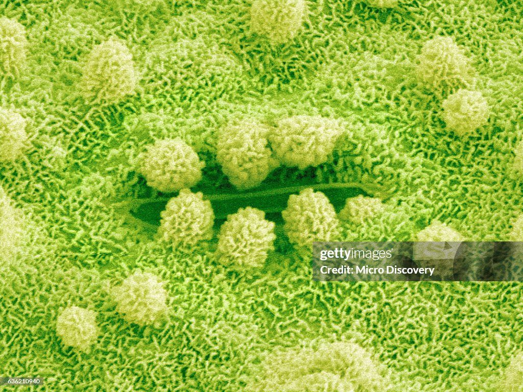 Stomata on Rice Plant Leaf