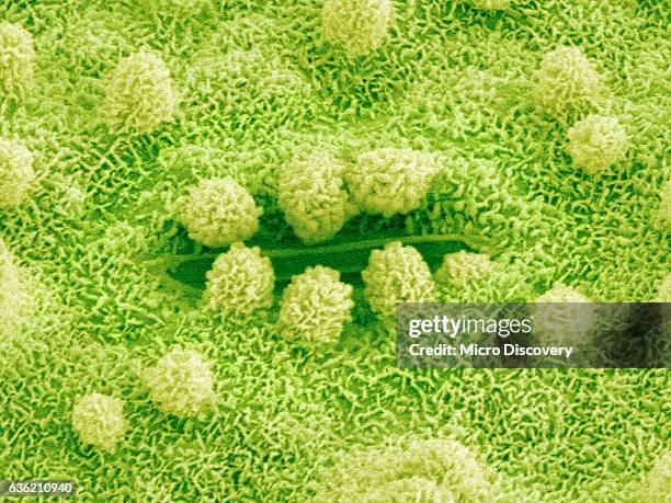 stomata on rice plant leaf - parte de planta imagens e fotografias de stock