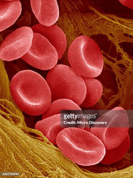 human red blood cells - red blood cells stock pictures, royalty-free photos & images