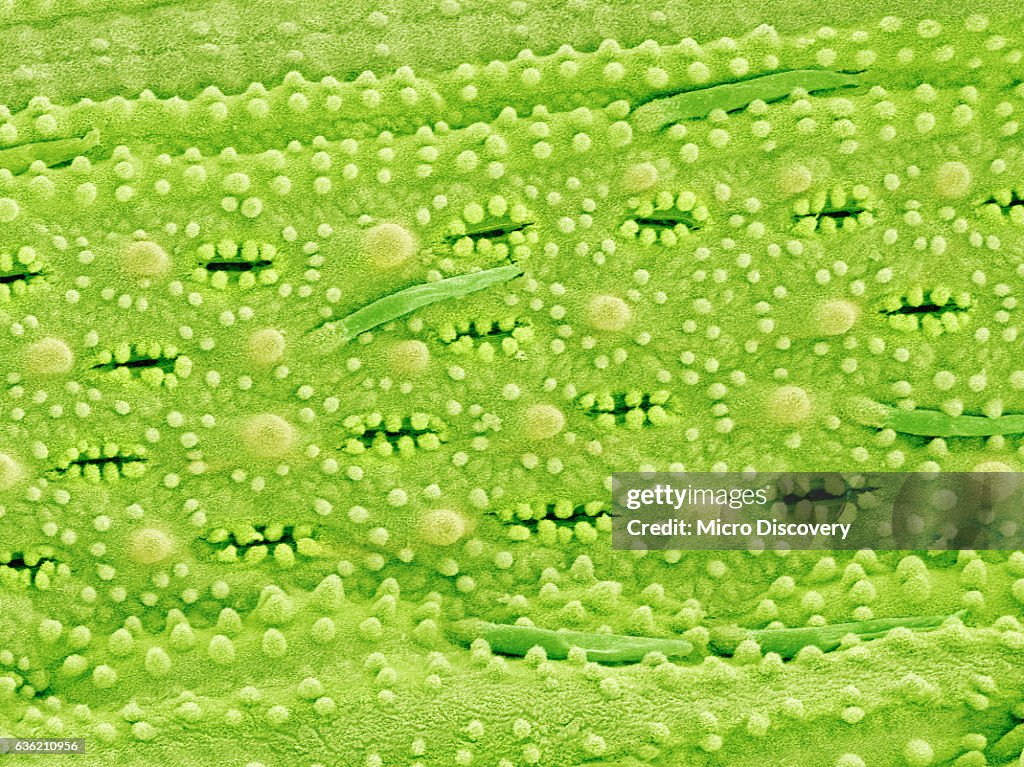 Stomata on Rice Plant Leaf