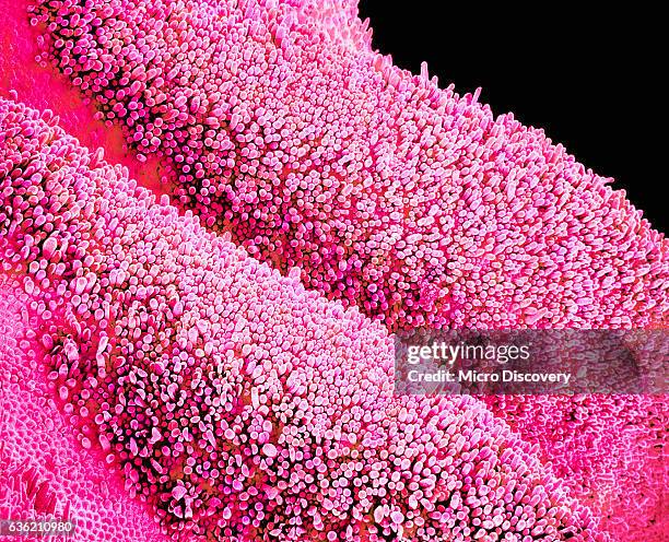 petal of a cymbidium plant - petal texture stock pictures, royalty-free photos & images