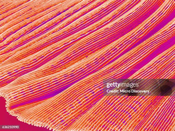 gill of a freshwater clam - branchia foto e immagini stock