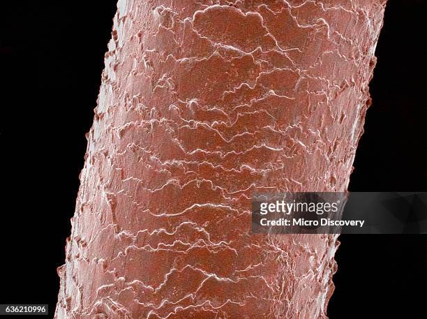 347 Hair Microscope Photos and Premium High Res Pictures - Getty Images