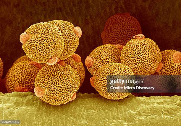 geranium pollen in anther - anther stockfoto's en -beelden