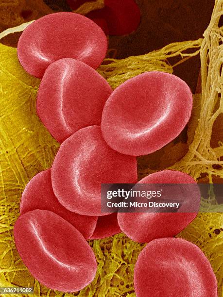 Microscopy For Rbc Red Blood Cell Microscope