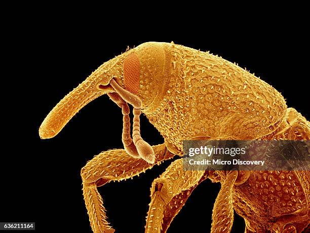 rice weevil - rice weevil stock pictures, royalty-free photos & images