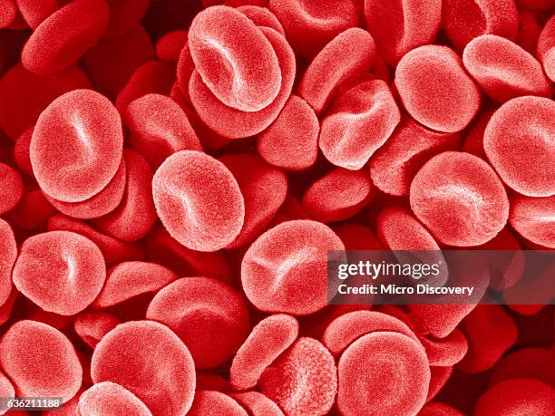 human red blood cells - bloedcel stockfoto's en -beelden