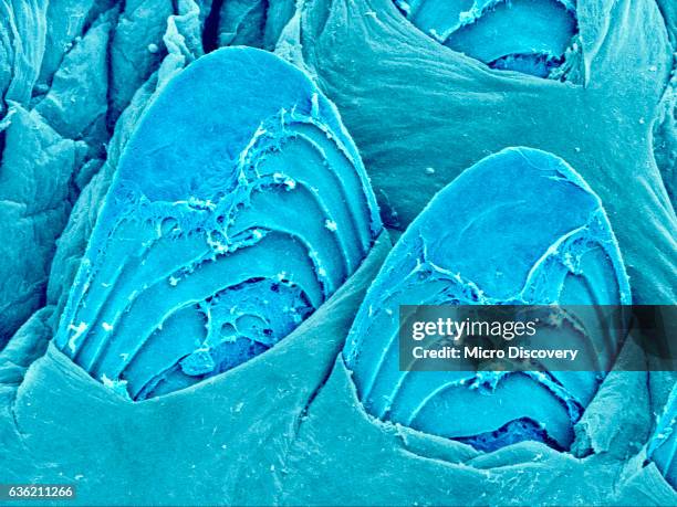 fish scales - wissenschaftliche mikroskopische aufnahme stock-fotos und bilder