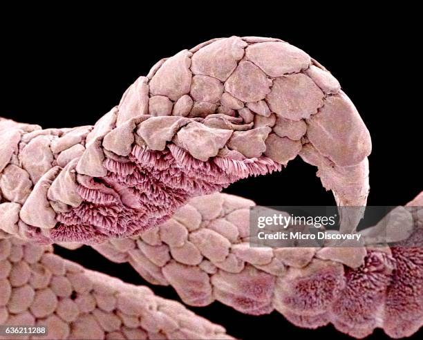 micrograph of the foot of a gecko - geco foto e immagini stock