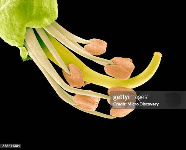 pistil and stamen in the flower of the judas tree - stamen fotografías e imágenes de stock