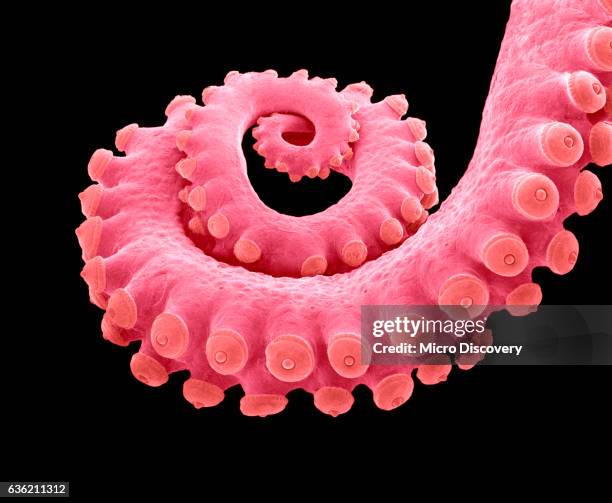 micorgraph of an octopus arm - cephalopode stock-fotos und bilder