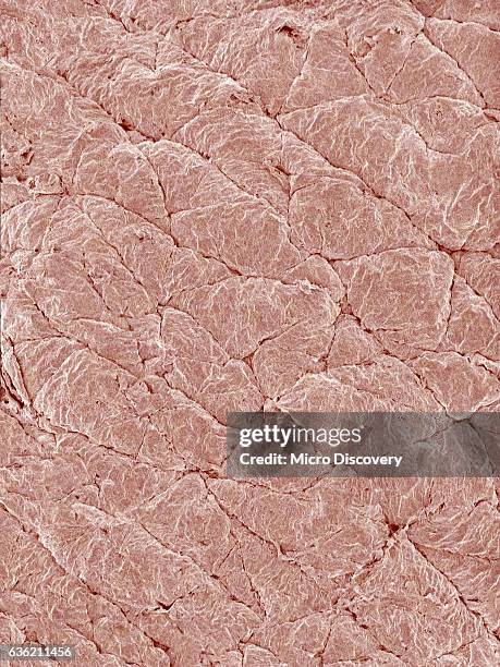 Skin Line Shape Microscope 541 Human Skin Microscope Stock Photos, High-Res Pictures, and Images ...