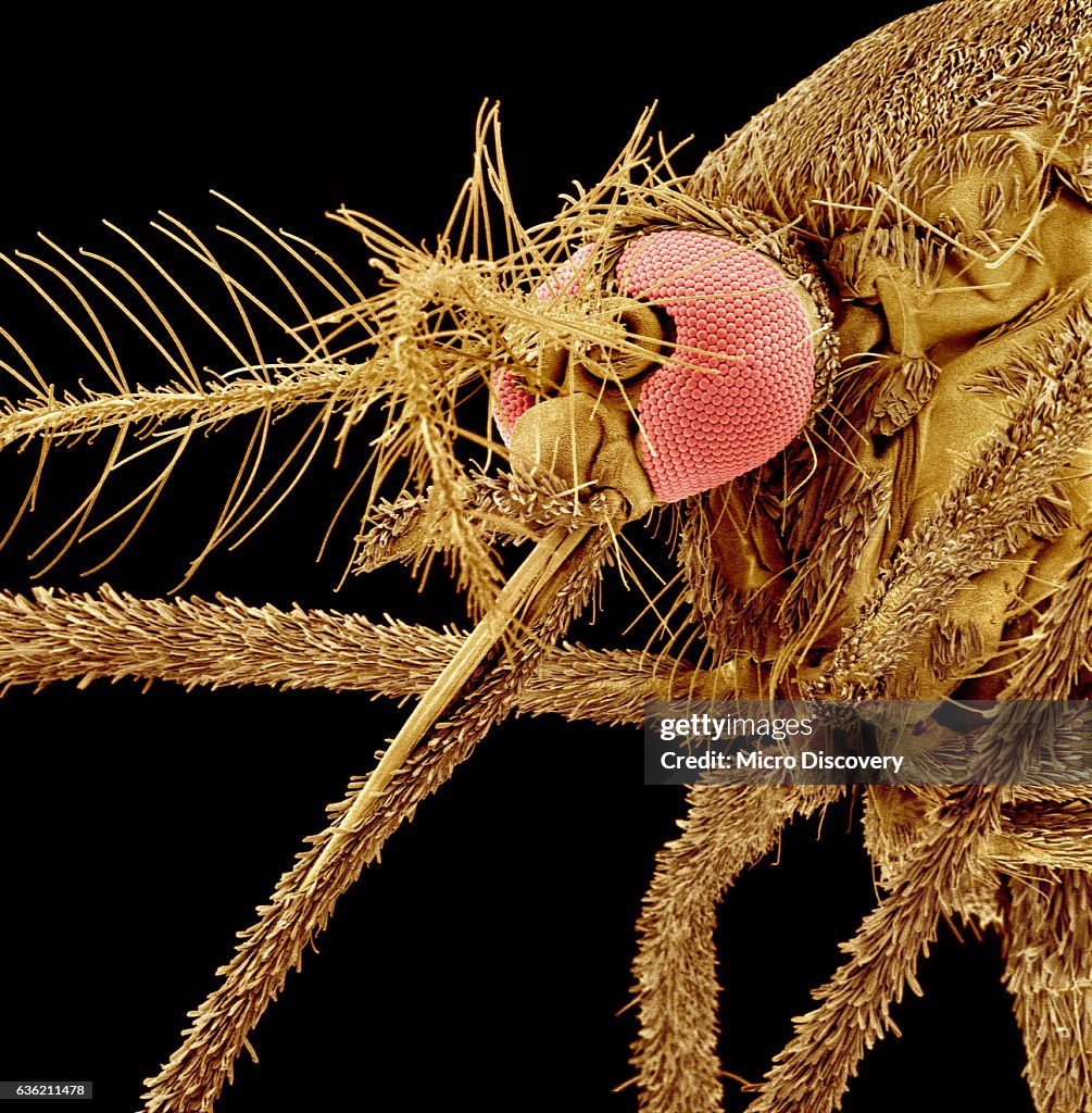 Female Asian Tiger Mosquito