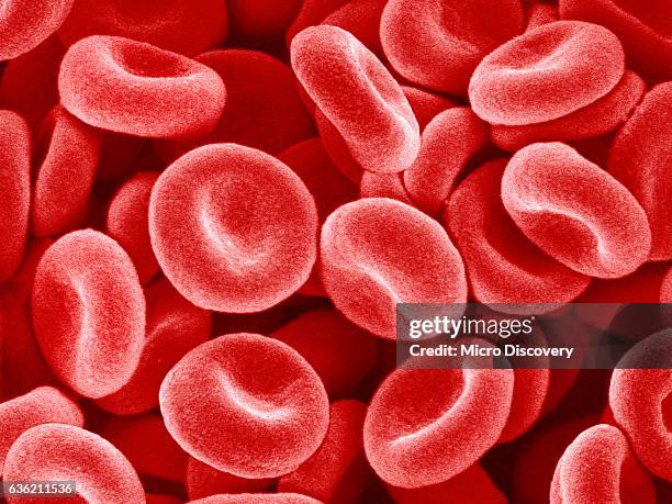 human red blood cells - red blood cell stock-fotos und bilder