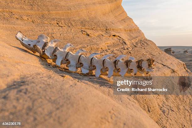 fossil dunes, al wathba, abu dhabi - arabian resto foto e immagini stock