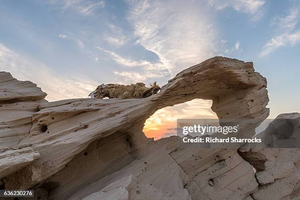 fossil dunes, al wathba, abu dhabi - arabian resto foto e immagini stock