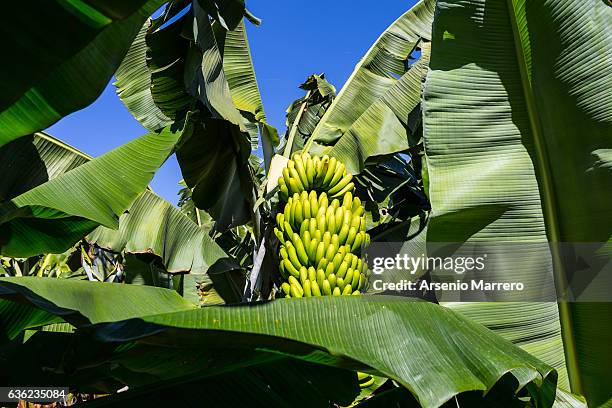 bananas in cape verde - banana plantation stock pictures, royalty-free photos & images