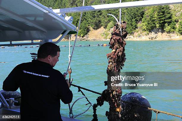 mussel harvesting in a mussel farm - motueka stock pictures, royalty-free photos & images