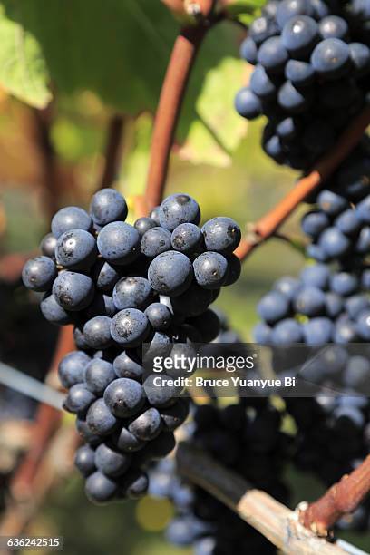 pinot noir grapes growing in a rarangi vineyard - marlborough new zealand stock pictures, royalty-free photos & images